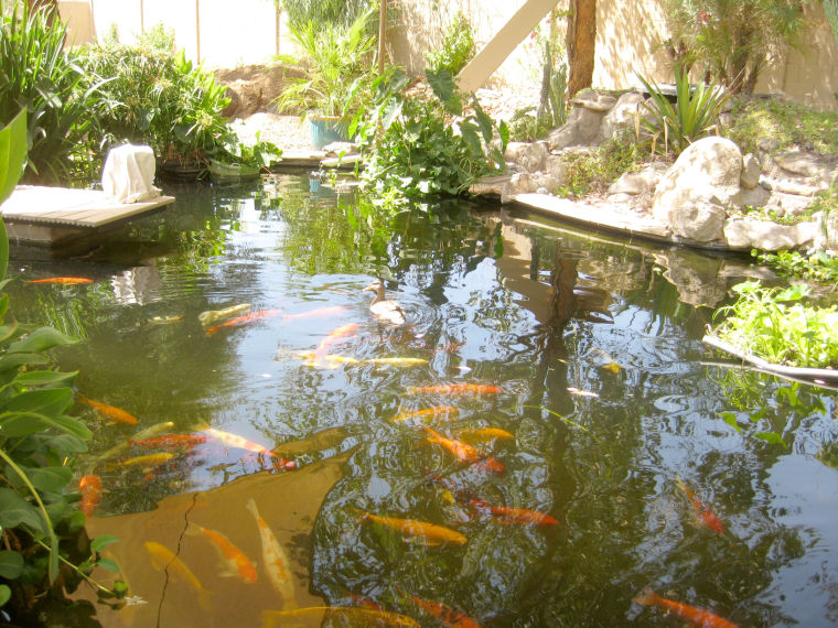 Pond tours